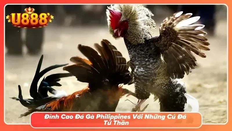 Màn hình lịch sử đấu của chiến kê