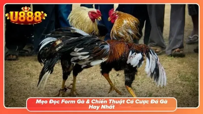 Giao diện bảng thông tin form gà chiến